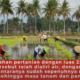 Produktivitas Pertanian di Cirebon