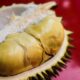 memilih durian yang matang dan terbaik