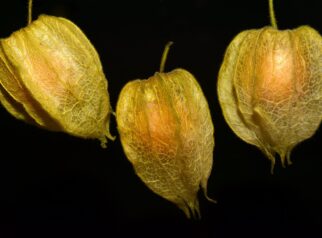 Manfaat buah ciplukan untuk kesehatan