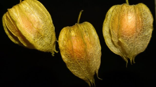 Manfaat buah ciplukan untuk kesehatan