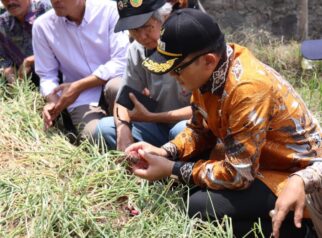 Penanaman Bawang Merah dari Biji