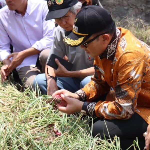 Penanaman Bawang Merah dari Biji
