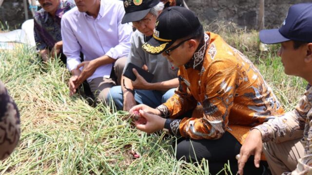 Penanaman Bawang Merah dari Biji