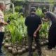 Bantuan Bibit Kelapa