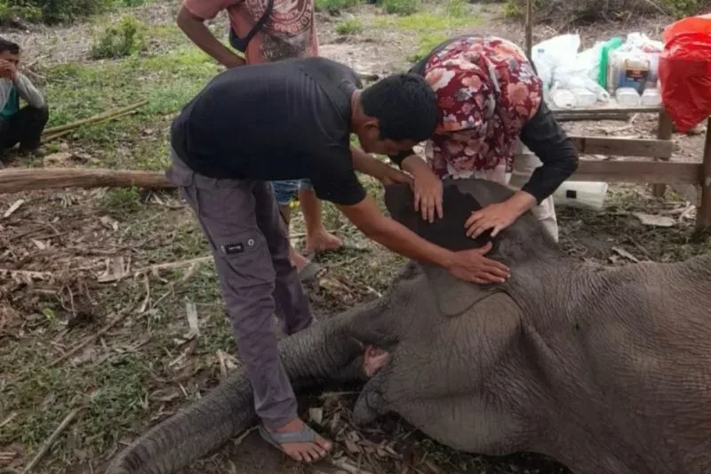 Taman Nasional Tesso Nilo